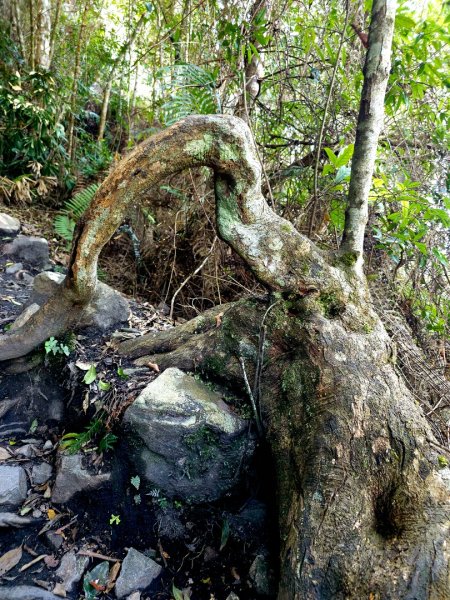 白毛山-谷關七雄(老六)3015216