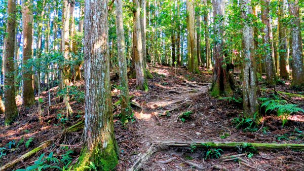油羅山(一上三下)2959124