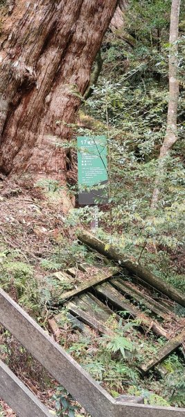 拉拉山國家森林遊樂區2752250