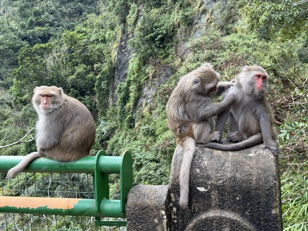 登仙橋賞猴2704800