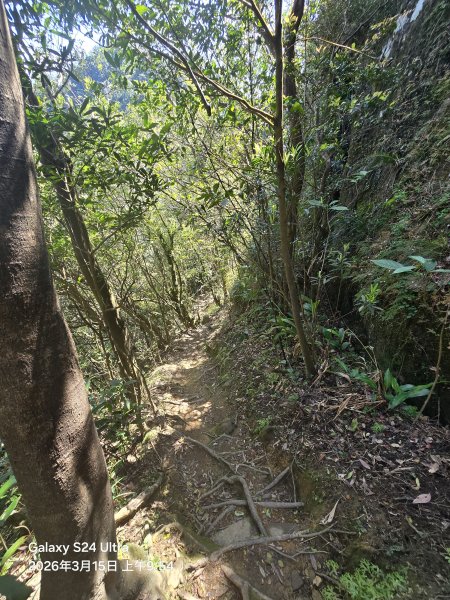 2026-03-15微笑山線：【二格山系】皇帝殿稜線段3016106