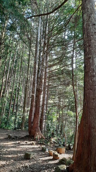 《台中》水晶蘭再現｜鳶嘴西稜線長壽山醜崠山二連峰來回202203201648925