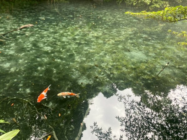 南庄.蓬萊溪護魚步道.四十二份坪步道.小東河步道【差點一事無成的七月暑假】2849364