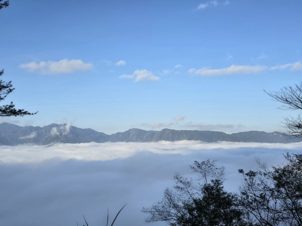 郡大林道19k之郡大神木群二刷～雲海滿出來～2451858