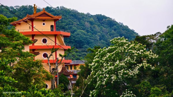 翡翠水庫壩頂 #火燒雲雲海 #日出雲海 #鱷魚島 #藍腹鷴 4/292773800