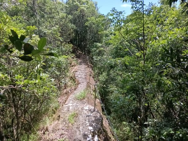 平溪區東勢格越嶺古道+孝子山步道(慈恩嶺+慈母峰)探花(艷紅鹿子百合)路線O型2848657