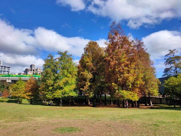 ［大湖公園落羽松］+［大溝溪花海］+［圓覺瀑布］2392821