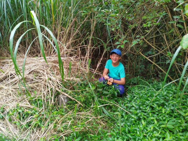 竹子湖上大屯坪舊山路探險-幾無路跡超難走，無誠勿試。