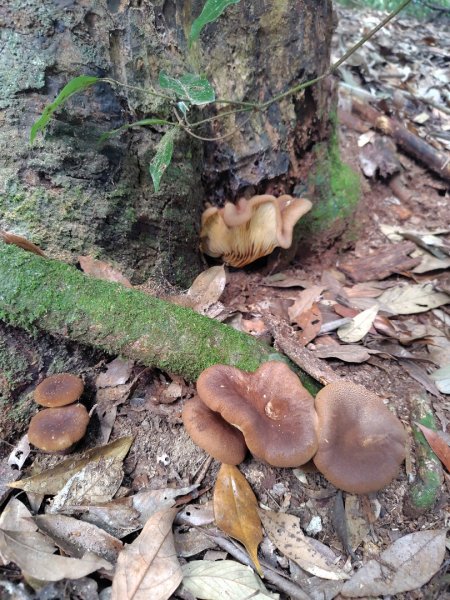 長壽山、肥崠山、醜崠山、大崠山、大崠山經建版2931942