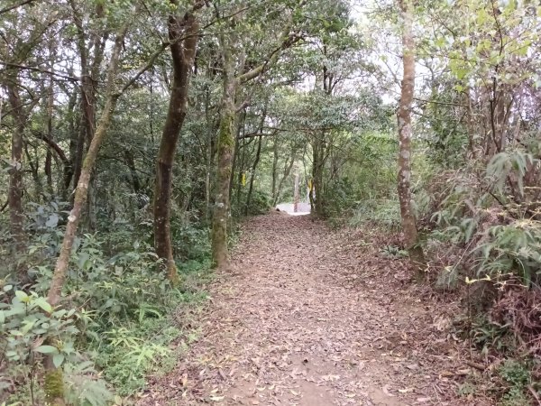 雙溪區打鐵寮山-鶯子嶺-坪溪山-烏山63號-烏山越嶺古道(坪溪山北峰)P字走3023818