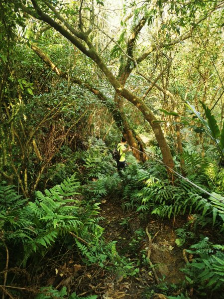二格山越嶺貓空2735633