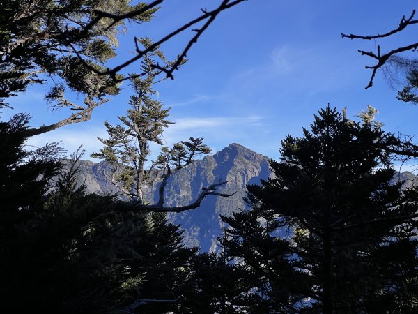 雪山東峰下山賞櫻 2024/2/17-182432699