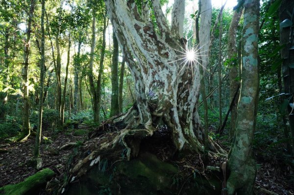 苗栗 南庄 紅毛山、無名山、大坪山2943100