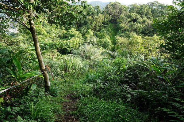 新北 瑞芳 粗坑口尖、碇內尖山、粗坑頭山、龍門山、滴水山2838277