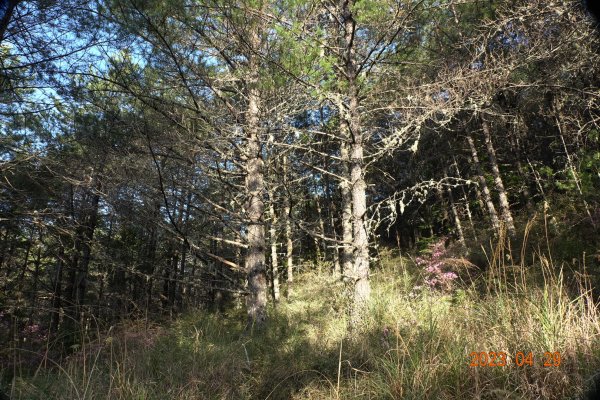 南投 仁愛 武法奈尾山2133742