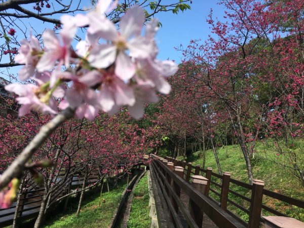 福氣步道、養生步道、長庚養生文化村2441858