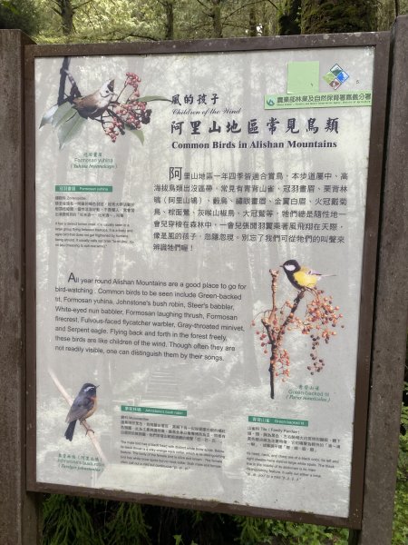阿里山水山療癒步道3064221