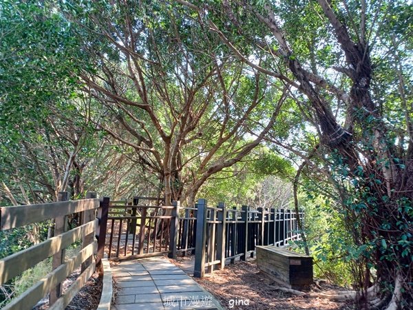 【台中大肚】綠蔭成徑。 大肚萬里長城步道O繞2790772