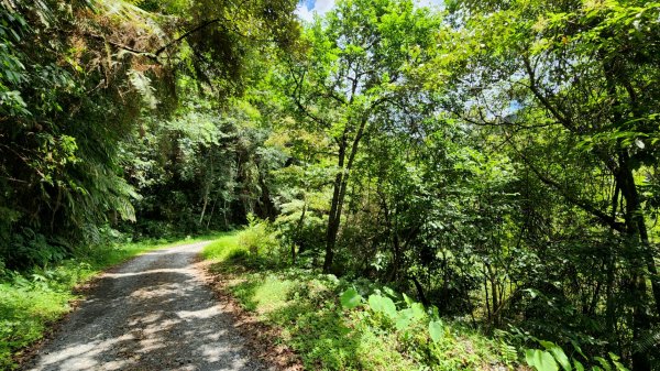 塔曼山，拔刀爾山，美鹿山南峰，內洞林道，大刀山，啦卡登山步道，桃園枕頭山，阿姆坪生態公園，大溪坪古道1795515