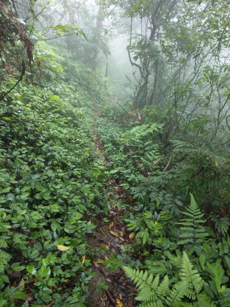 石牛山(小百岳)迷霧中登頂及陡坡探險之旅903851