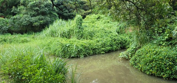 2022森遊竹縣 皮皮獅同樂會湖口仁和步道及金獅古道 202207011751345