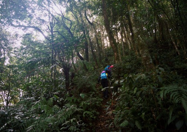 志繼山、東眼山O型1335789