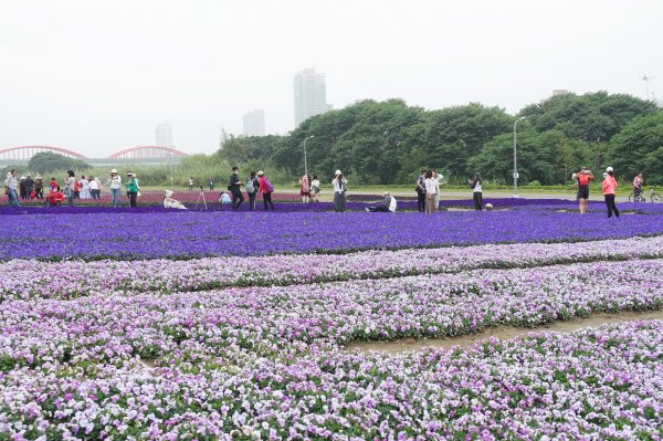 古亭河濱公園紫色花海1286087