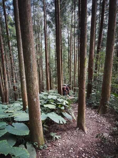 高島P型縱走-夢幻的杉林營地3012433