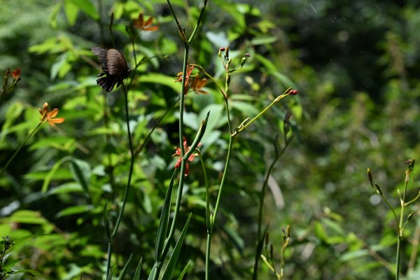 2025_0628 大羅蘭溪古圳步道(福山馬岸)2825234