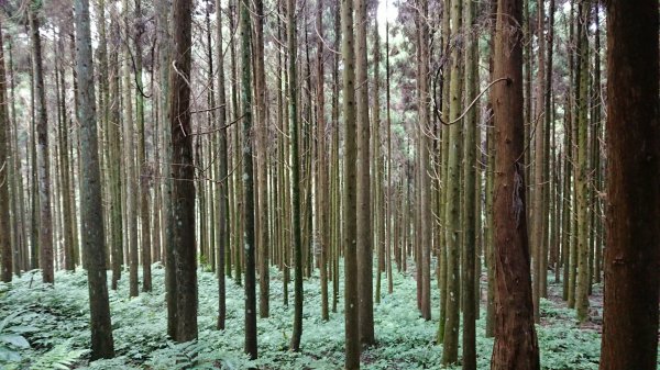 滿滿仙氣的向天湖山1107085