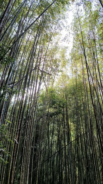 上帝的部落司馬庫斯神木群步道2176295