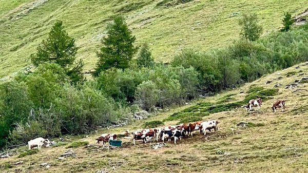 TMB/Le Fouly via Ferret to Courmayeur3093836