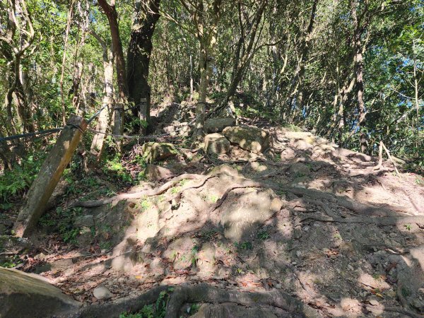 小百岳No.20⛰獅仔頭山2917925