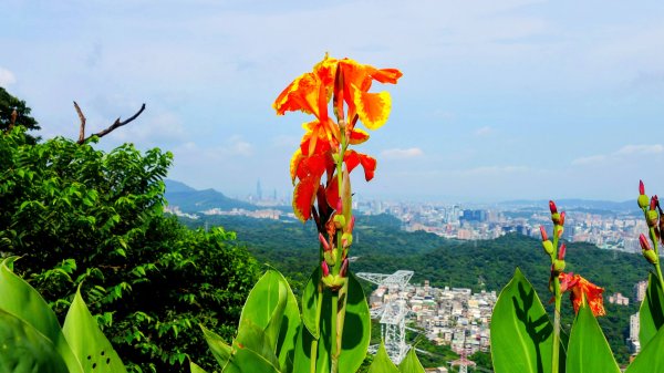 普剌(拉)特草3071855
