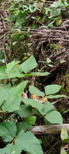 關子嶺運動+泡湯，雞籠山步道：台灣最大蜘蛛、黑端豹斑蝶、猴子、赤蛙、蜥蜴、山豬(只有聽到聲音)1708435