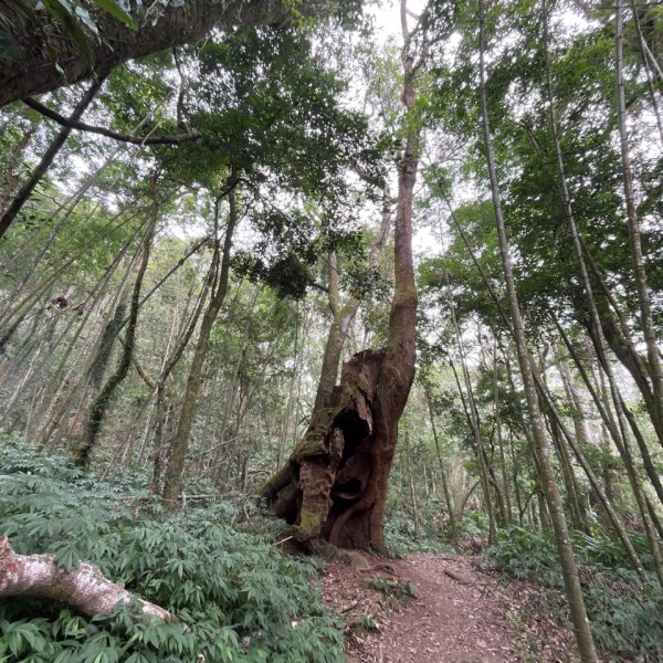 20251108_石壁山（雲林小百岳）2941460