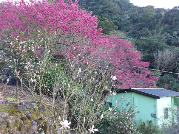 2023／2／18楓樹湖古道  巨石公園木蘭花  2／27楓樹湖古道  楓樹湖桃花源櫻花2051132