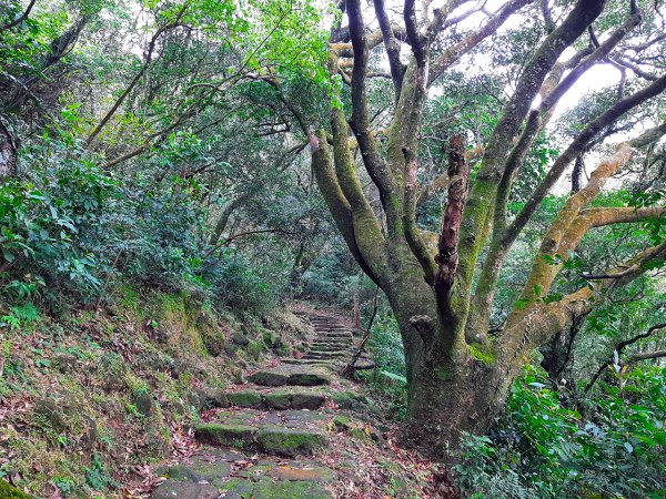 走入迷霧森林，遇見海芋精靈865483