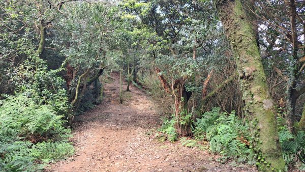 20240308汐止大尖山步道-四分尾山-耳空龜山2448646