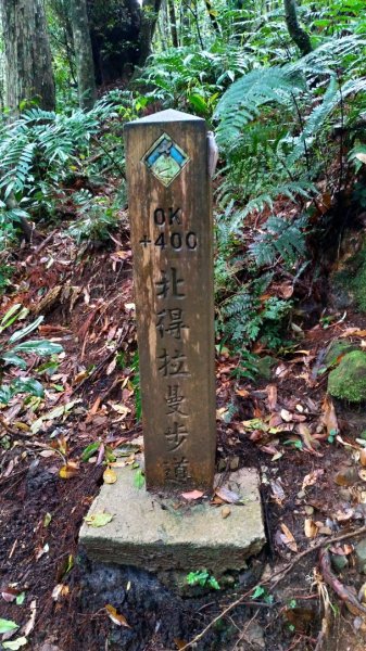 內鳥嘴山、北得拉曼長滿了【水晶蘭】895407