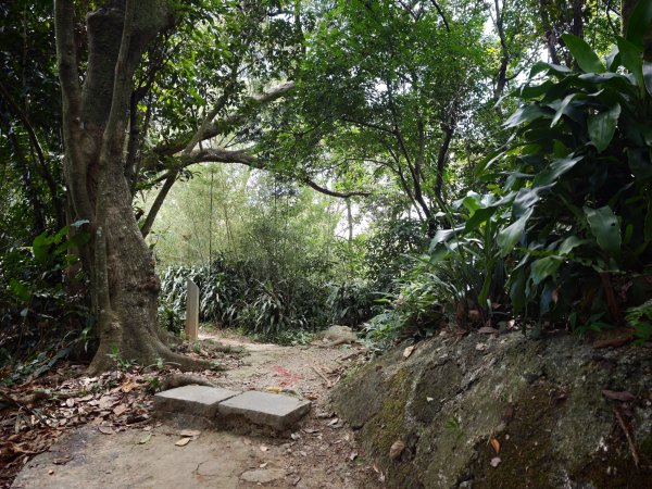 [淡蘭古道] 2026_0523 南路第一段_妙高台步道3069511