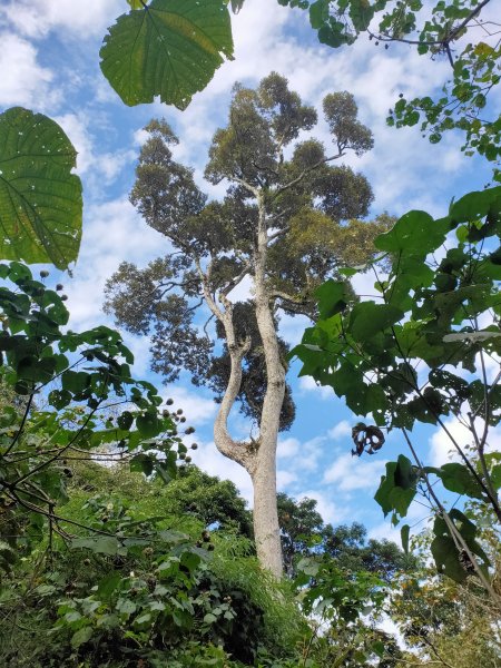 1121120鵝公髻山2355237