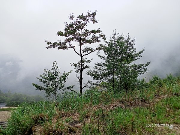 宜蘭太平山 - 檜木原始林步道、鐵杉林自然步道（2-2 太平詩路至翠峰景觀道路）【走路趣尋寶】2245266