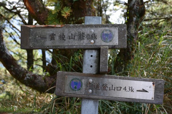 中央尖1301328