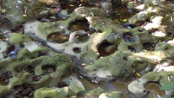 【臺北大縱走7】貓空壺穴、優美的茶香步道804927