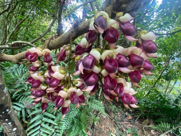 冷埤、粗坑山、血藤之旅