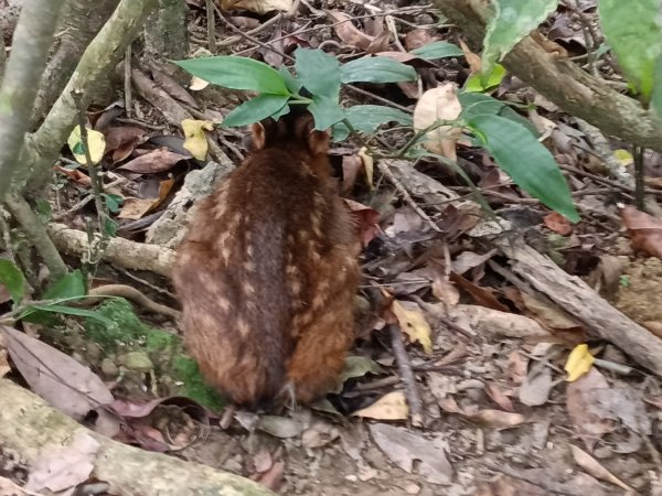 平溪區過火坪古道+枋山坑山+中坑頭鞍部+枋山坑古道+火燒寮古道O型2878611