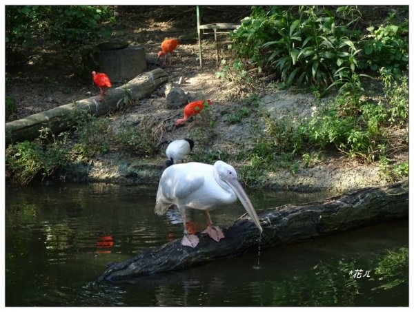 台北市動物園之旅1498048