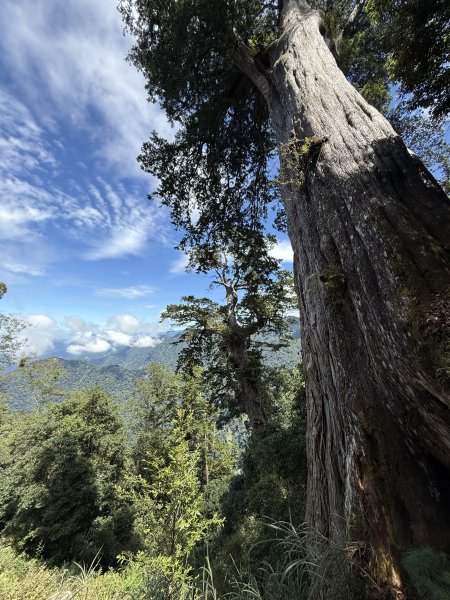 鳶嘴山+稍來神木 202508302873901
