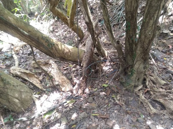 盆貿里山三盆連走2749590